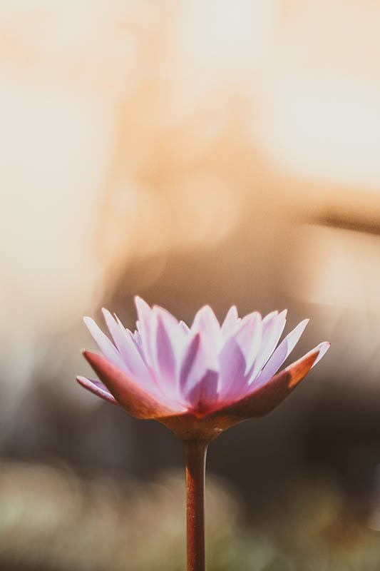 Photo of pink flower at sunset